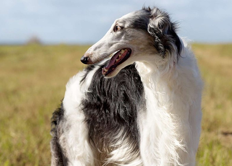 Long-Nosed Lovelies: Discovering the Charm of Dogs with Delightfully Extended Snouts