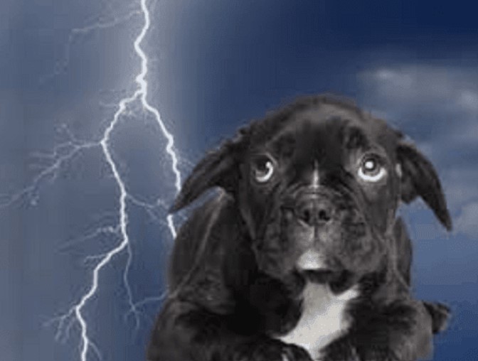 Calm Before the Storm: How to Prepare Your Dog for Inclement Weather